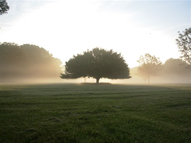 Spencer Park Fog