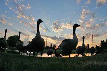 Geese