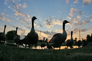 Geese