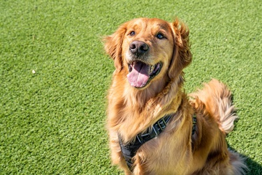A good dog sitting for a picture