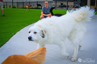 Dogs running around
