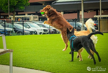 Dogs playing fetch