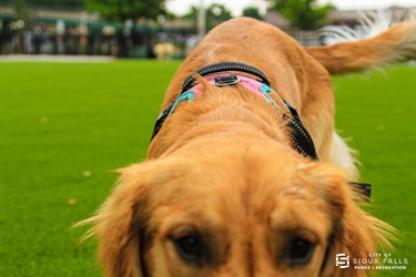 Golden retriever sniffing the camera