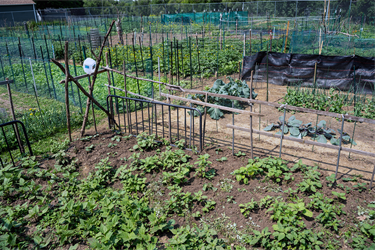 Leaders-Community-Garden-2.png