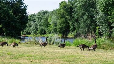 Rotary Park Geese