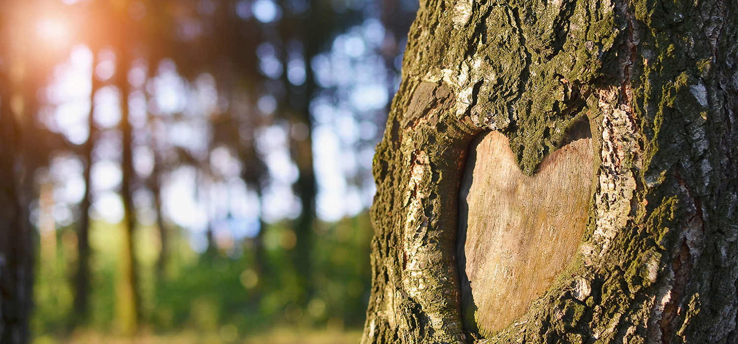 close up of a heart shaped tree knot on a tree trunk