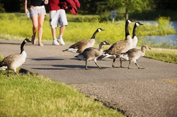 City Geese