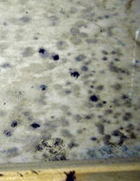 mold