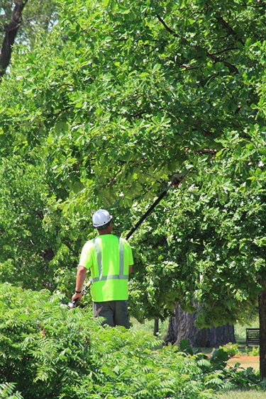 parks employee trimming trees