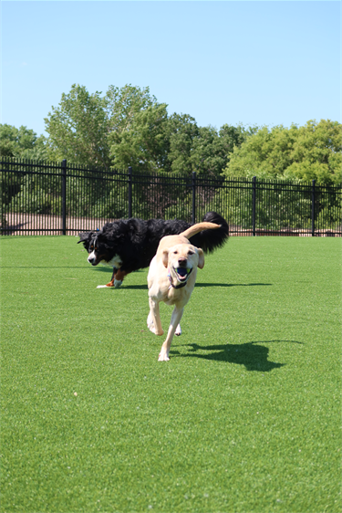 Dogs playing at Pawsible Dog Park