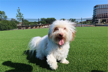 Happy dog up close